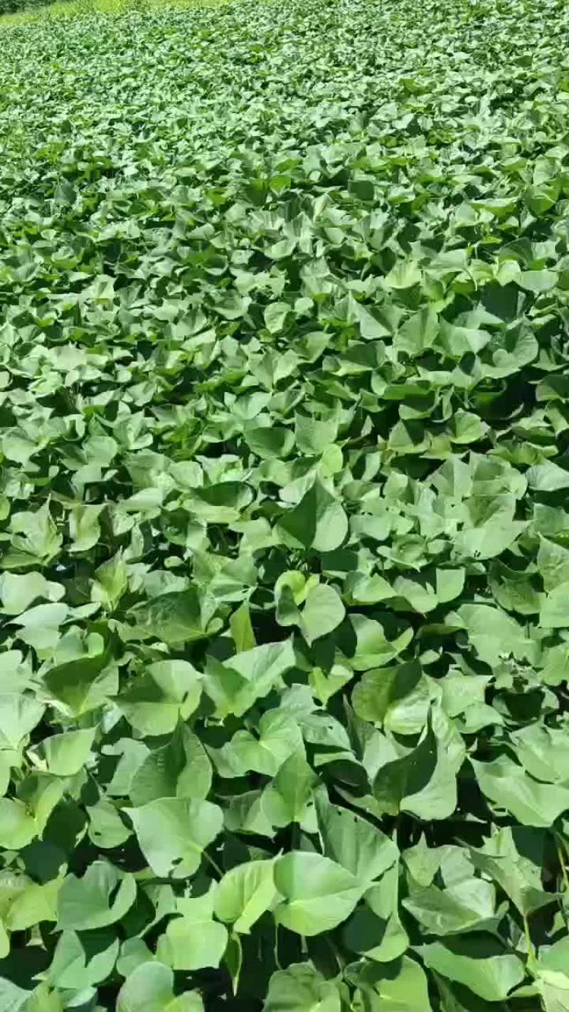精品一支香红薯