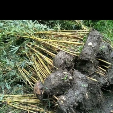 大量出售琴丝竹