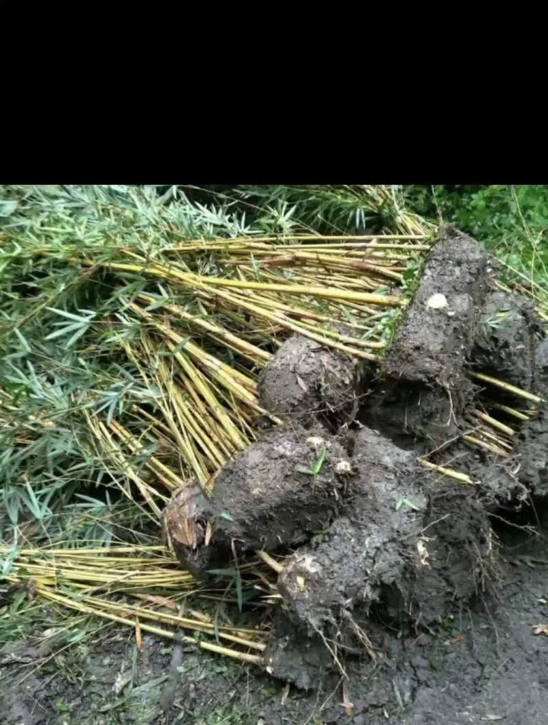大量出售琴丝竹