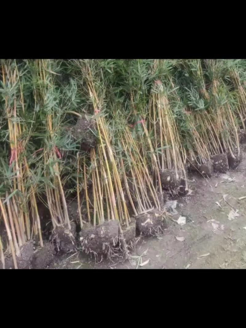 大量出售琴丝竹
