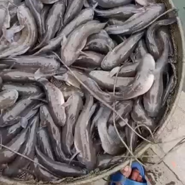 土鱼
