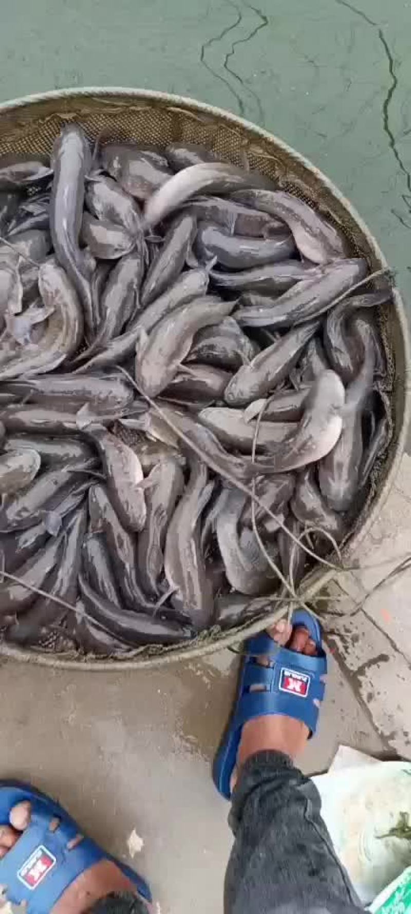 土鱼