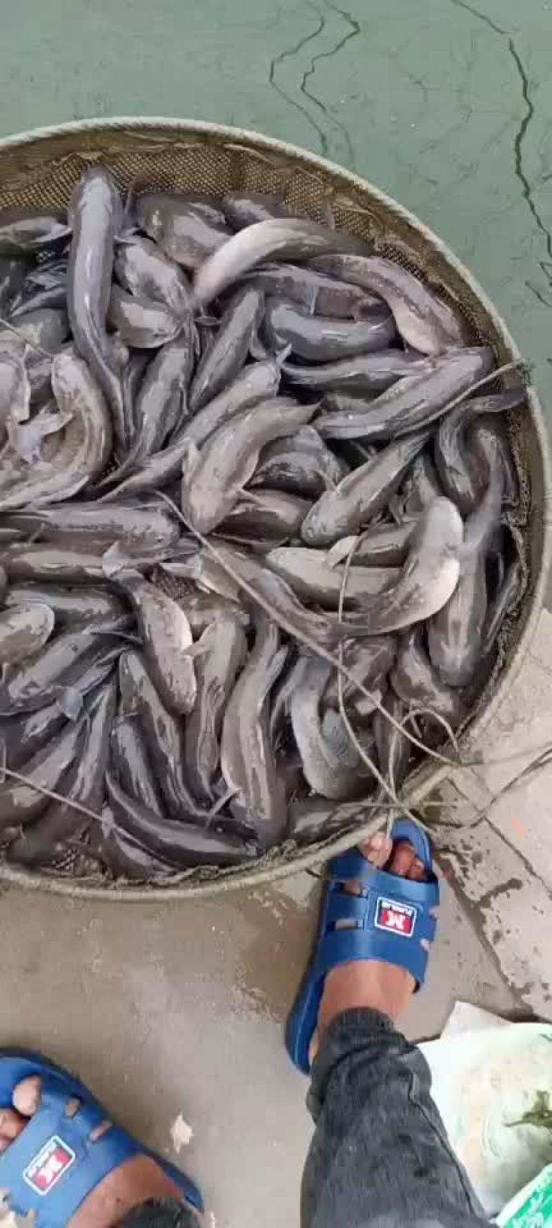 土鱼