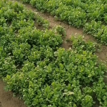 长年供应大叶香菜