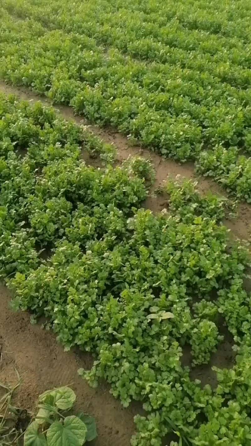 长年供应大叶香菜