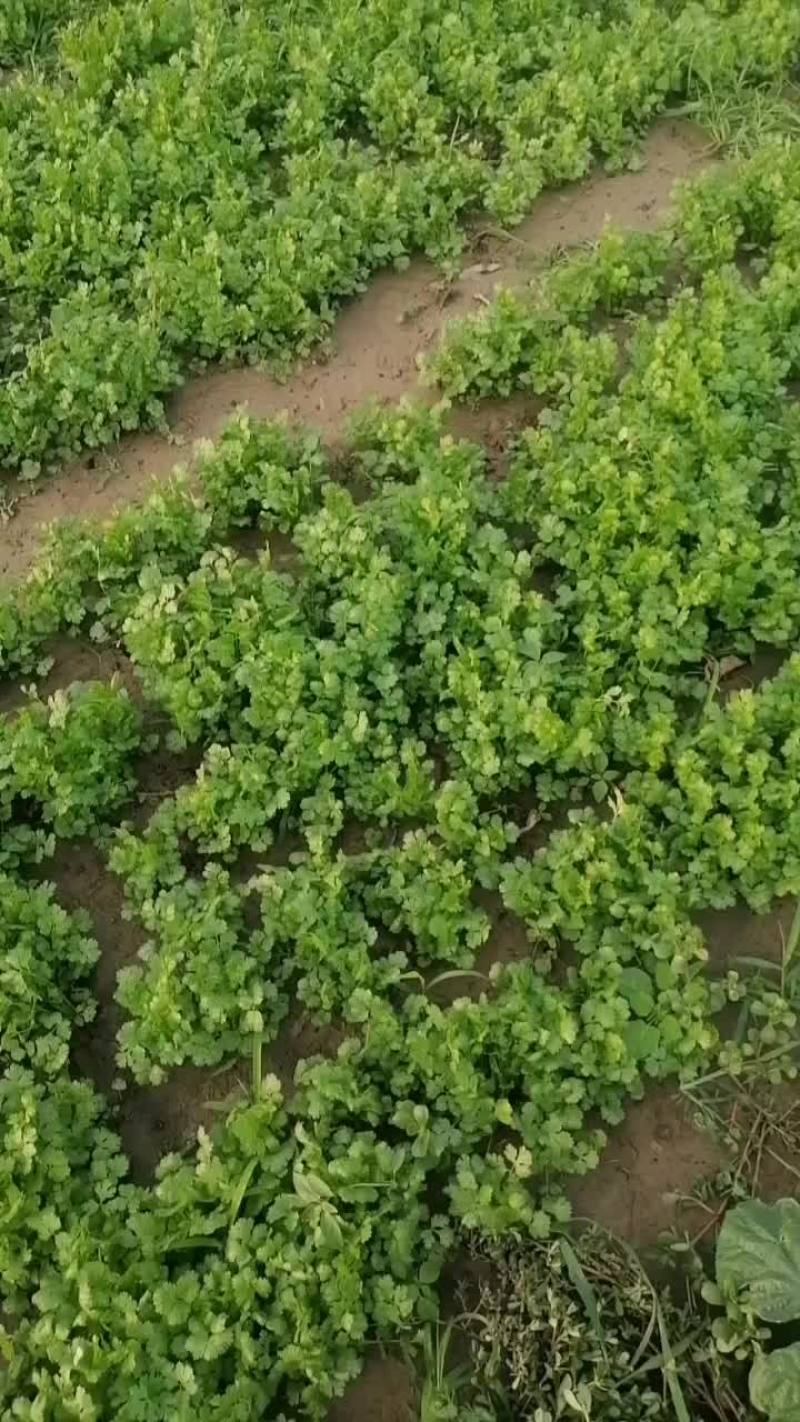 长年供应大叶香菜