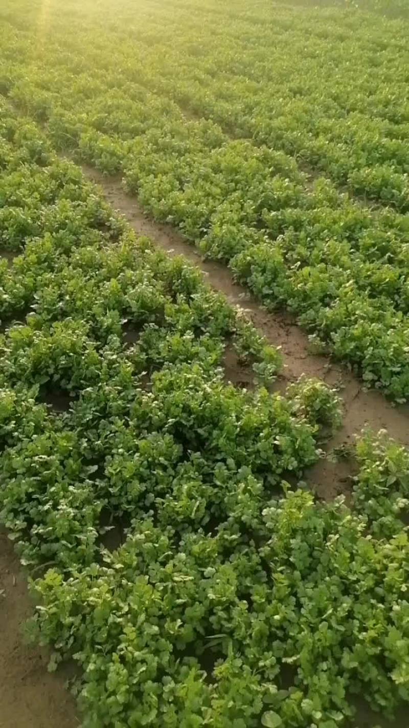 长年供应大叶香菜