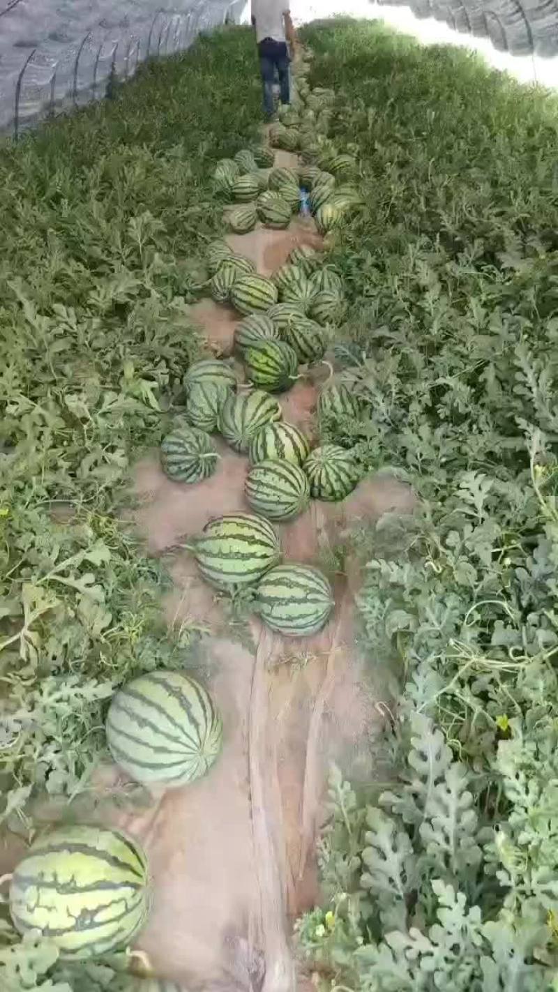 无籽美都，大量供应