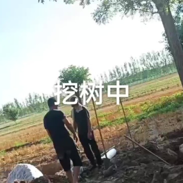 【基地直发】山东滨州本地国槐绿化大量供应可视频看货欢迎联系