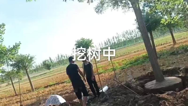 【基地直发】山东滨州本地国槐绿化大量供应可视频看货欢迎联系