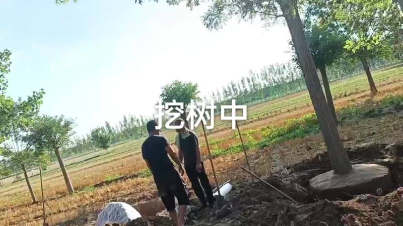 【基地直发】山东滨州本地国槐绿化大量供应可视频看货欢迎联系
