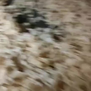 扇贝裙边