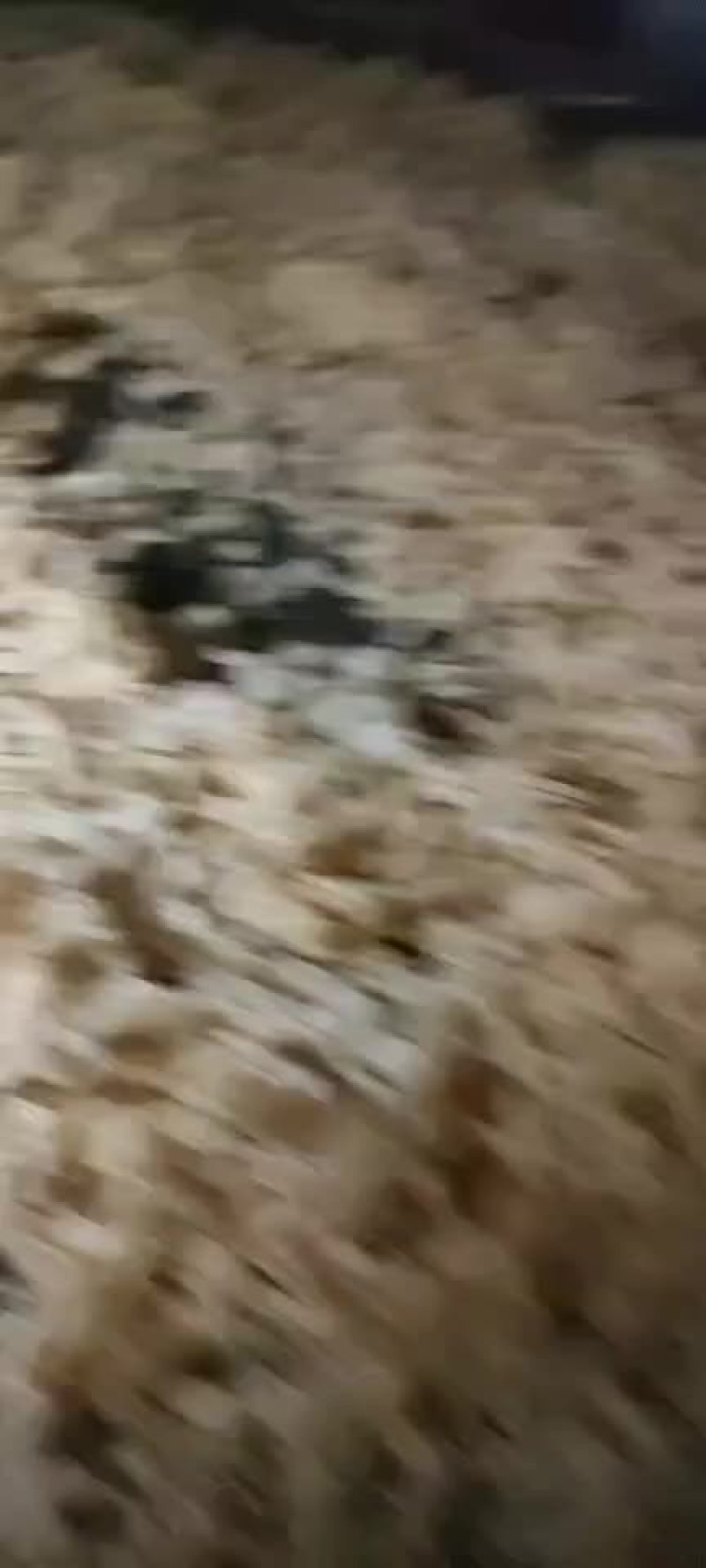 扇贝裙边