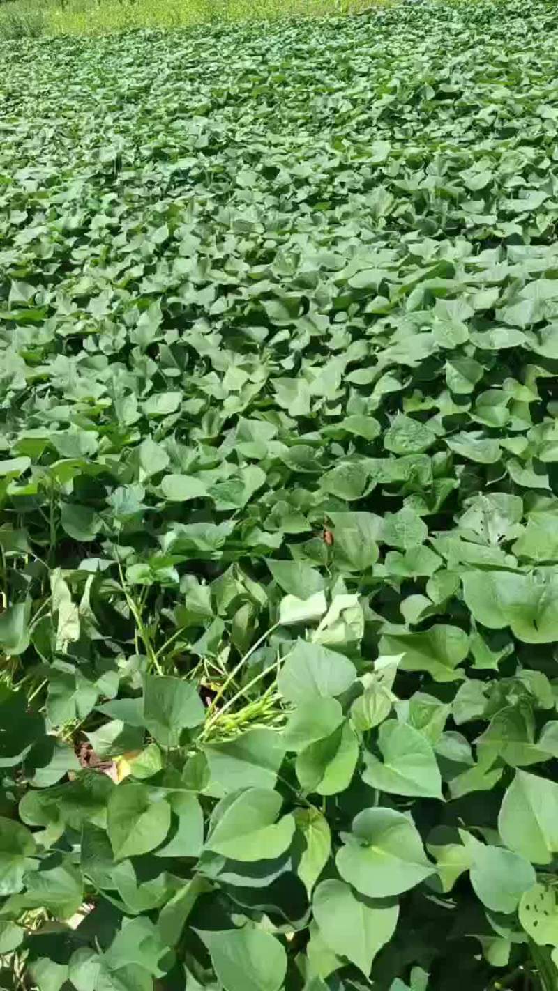 精品一枝香红薯，干，面，甜