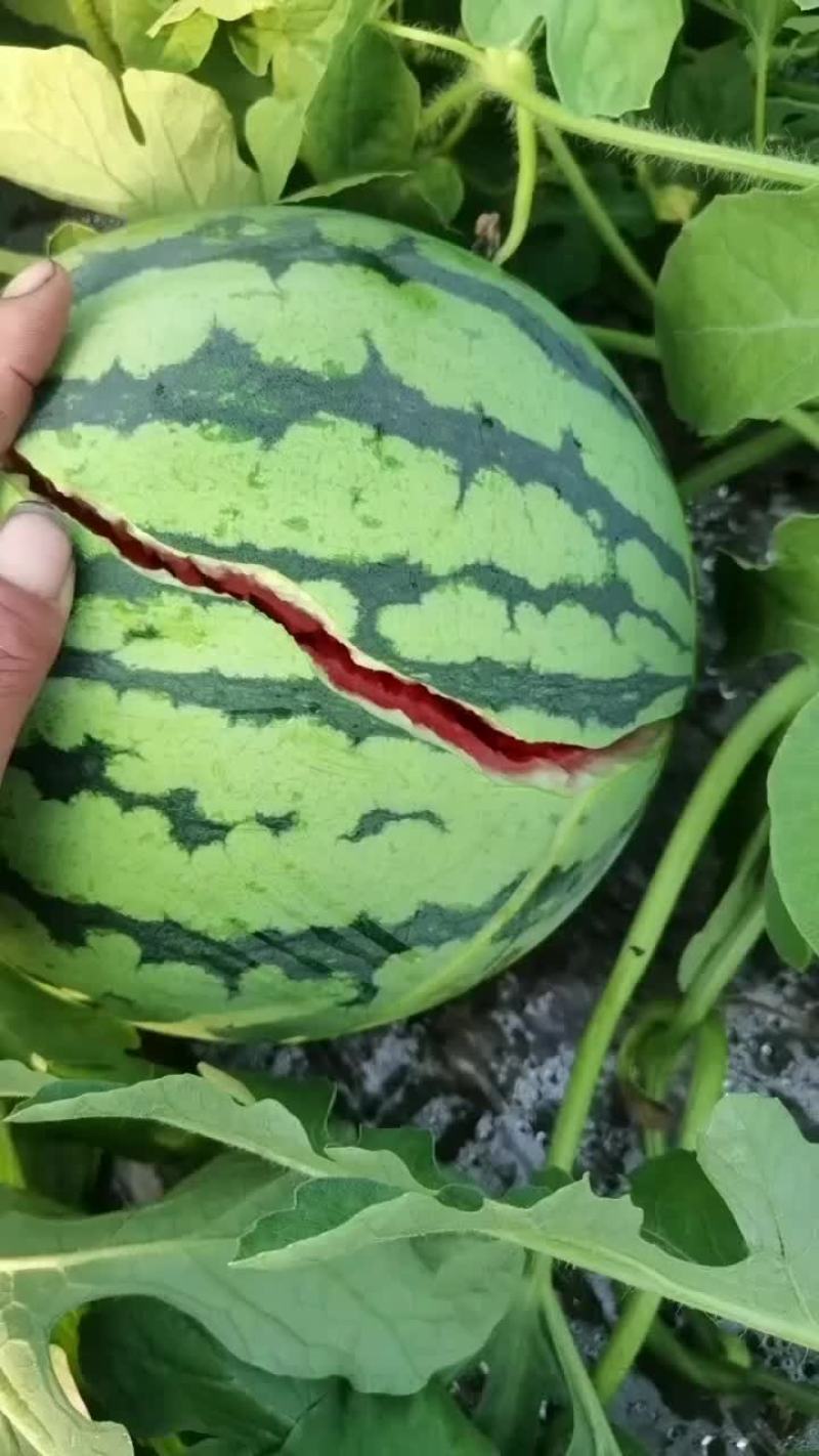 浙江麒麟瓜，皮薄脆甜，口感好