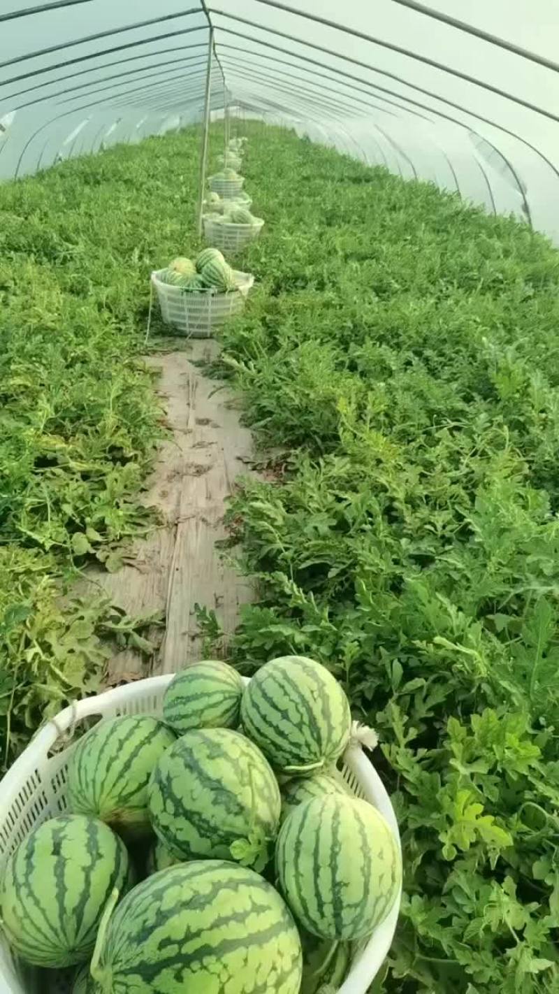 浙江麒麟瓜，皮薄脆甜，口感好