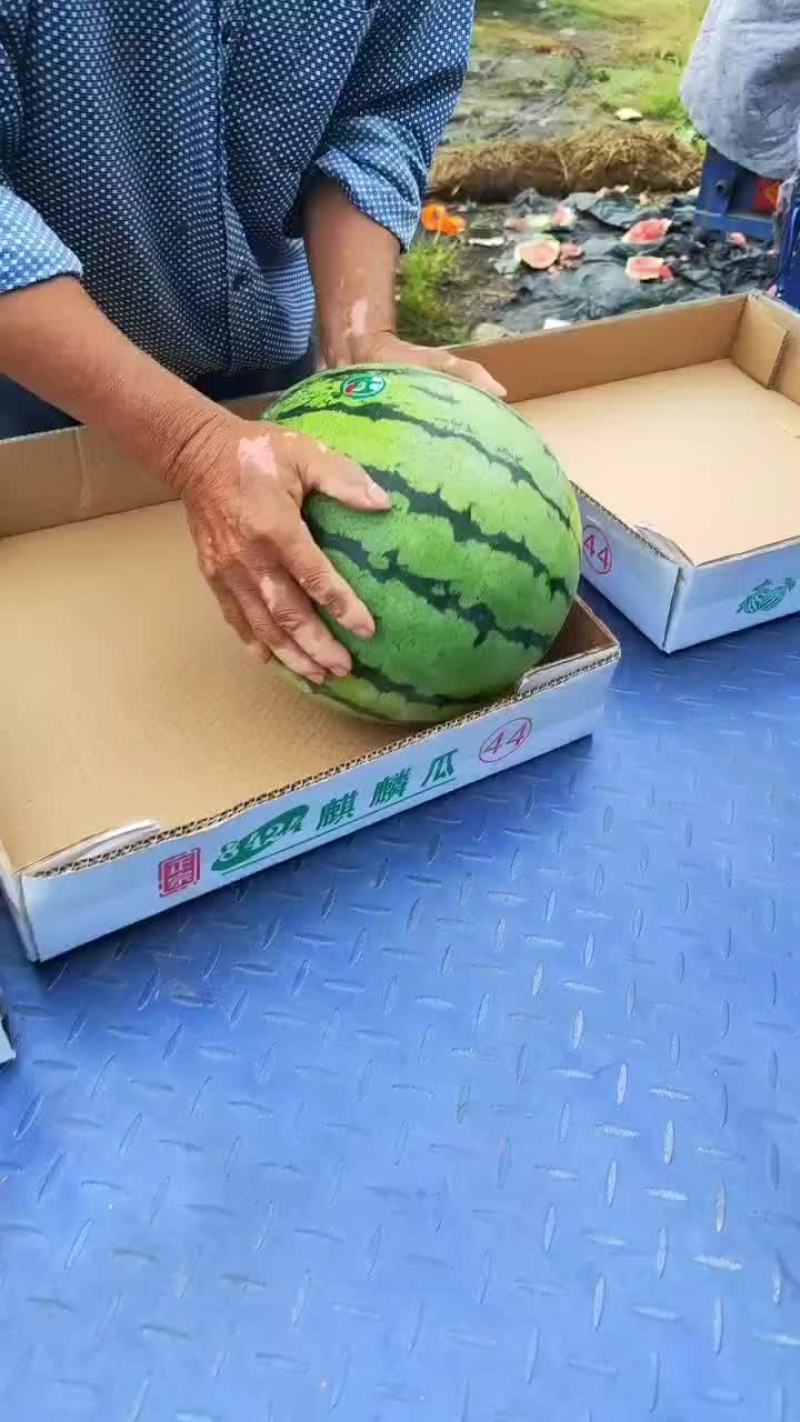 麒麟瓜美都瓜园产地直发一手货源质量保证