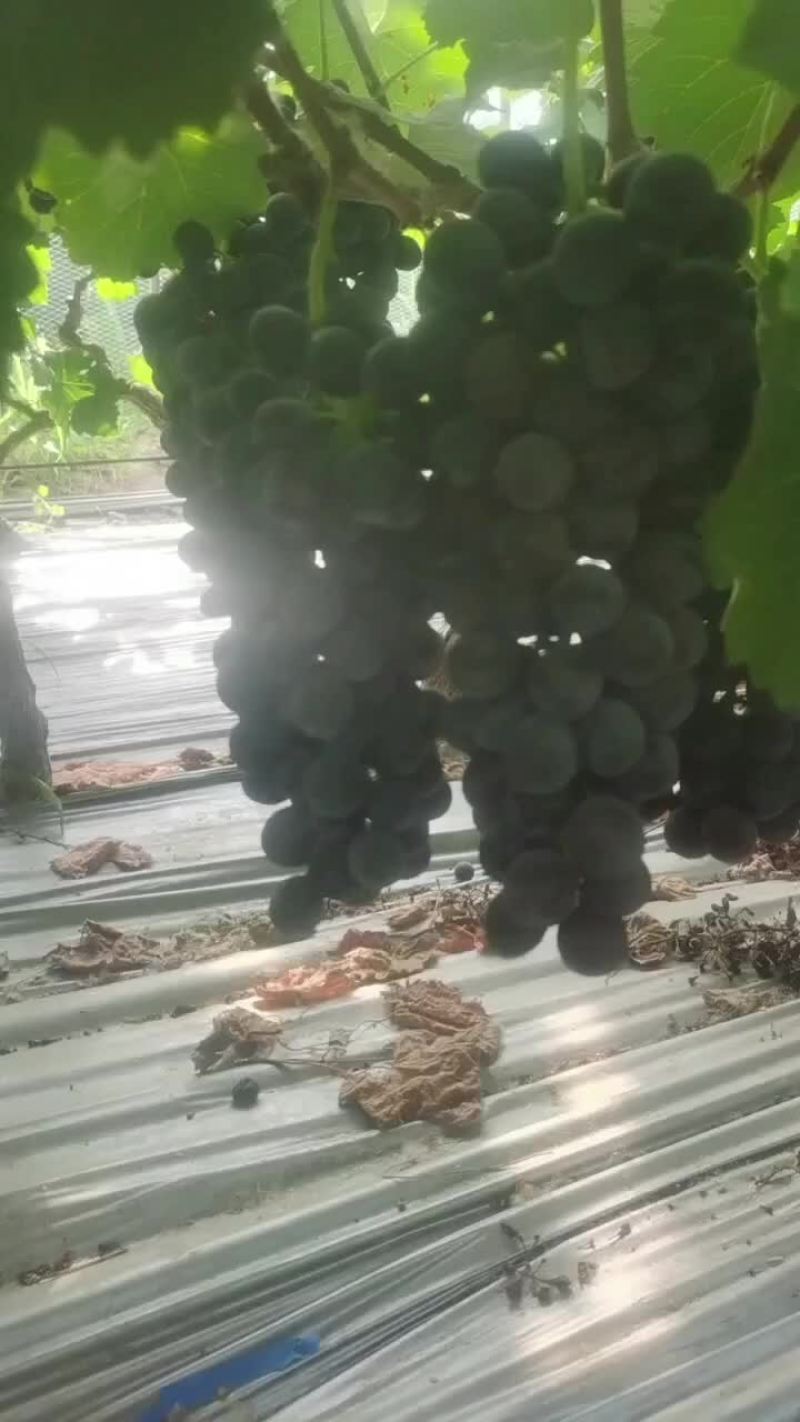 夏黑葡萄