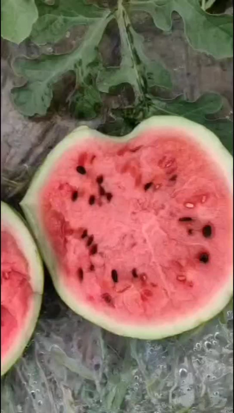 麒麟瓜美都瓜园产地直发一手货源质量保证