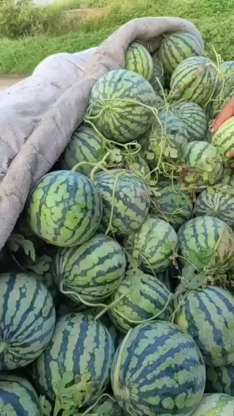 麒麟瓜美都瓜园产地直发一手货源质量保证