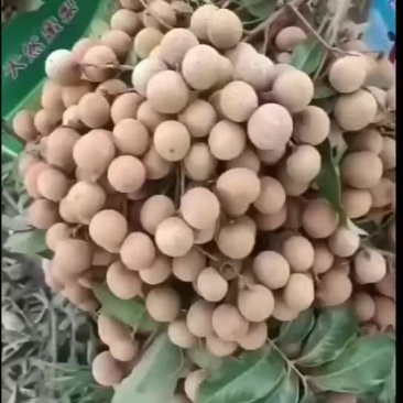 龙眼