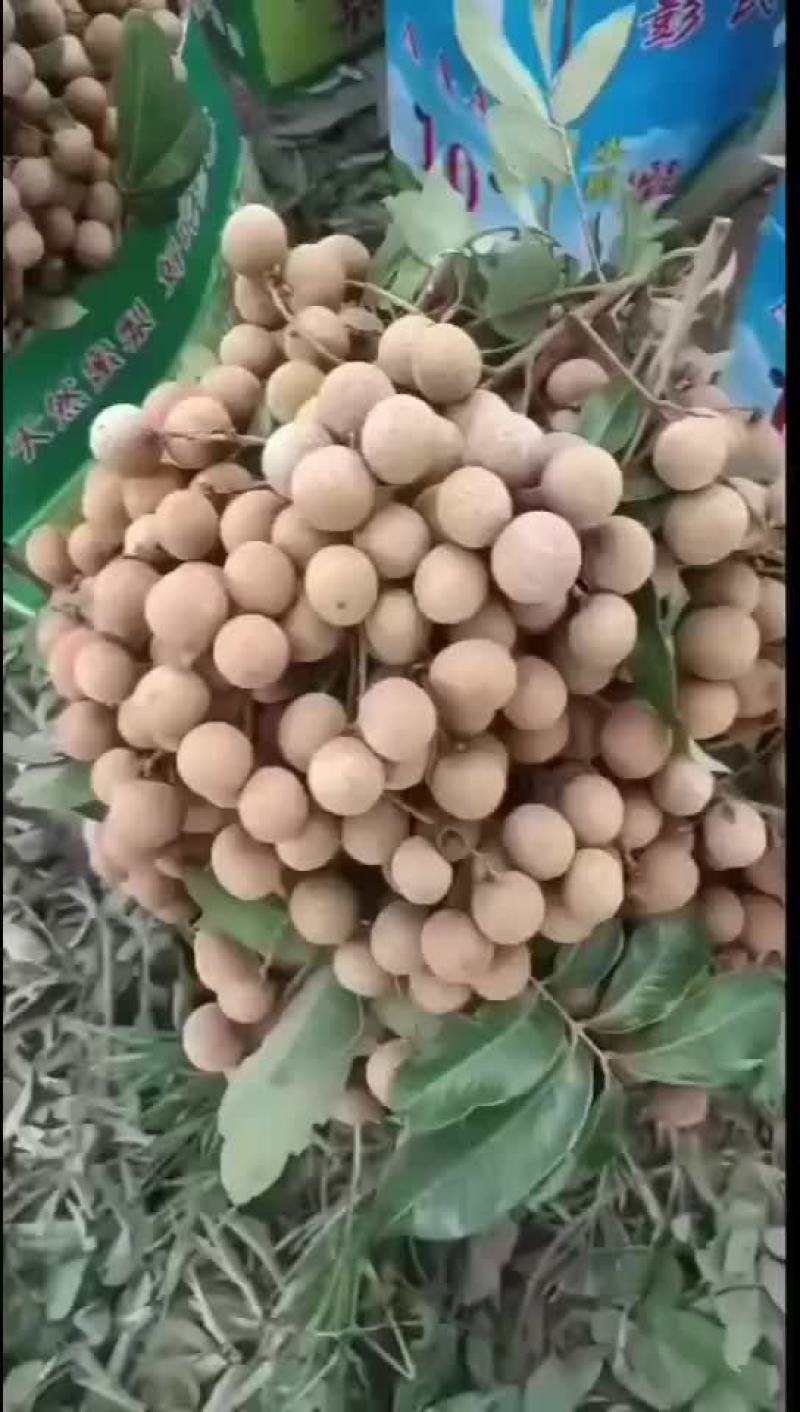 龙眼