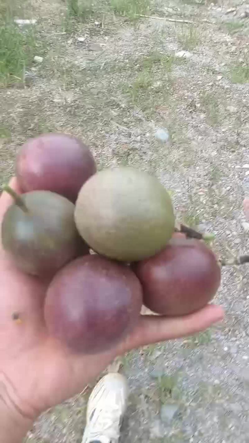 云南市场果开始上市