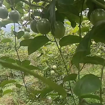 云南市场果开始上市