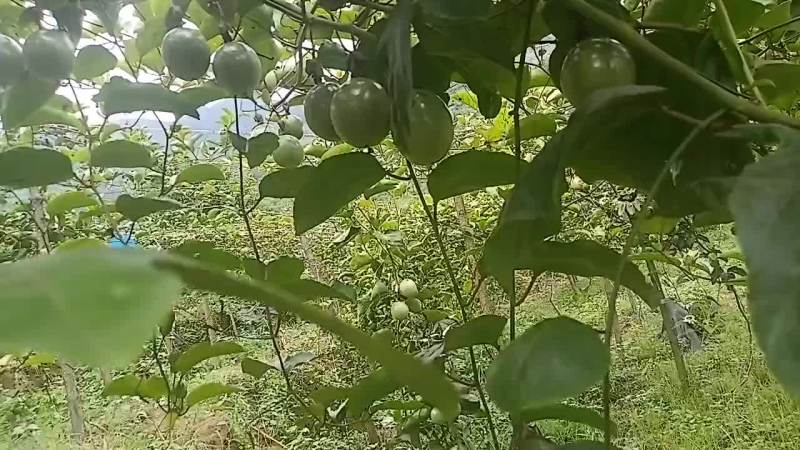 云南市场果开始上市