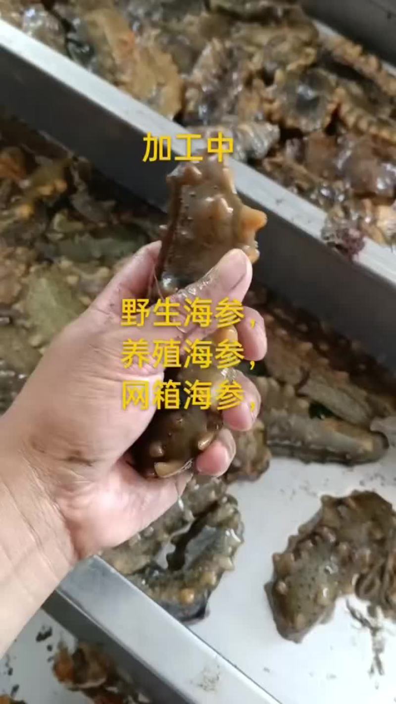 海参