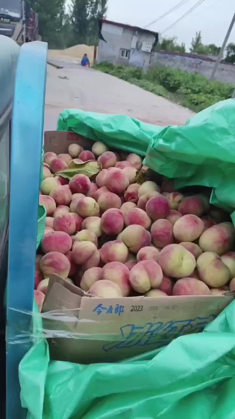 红不软