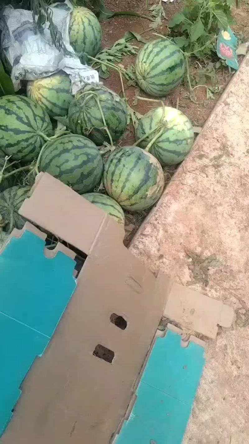 二茬西瓜