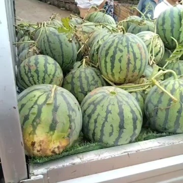 二茬西瓜