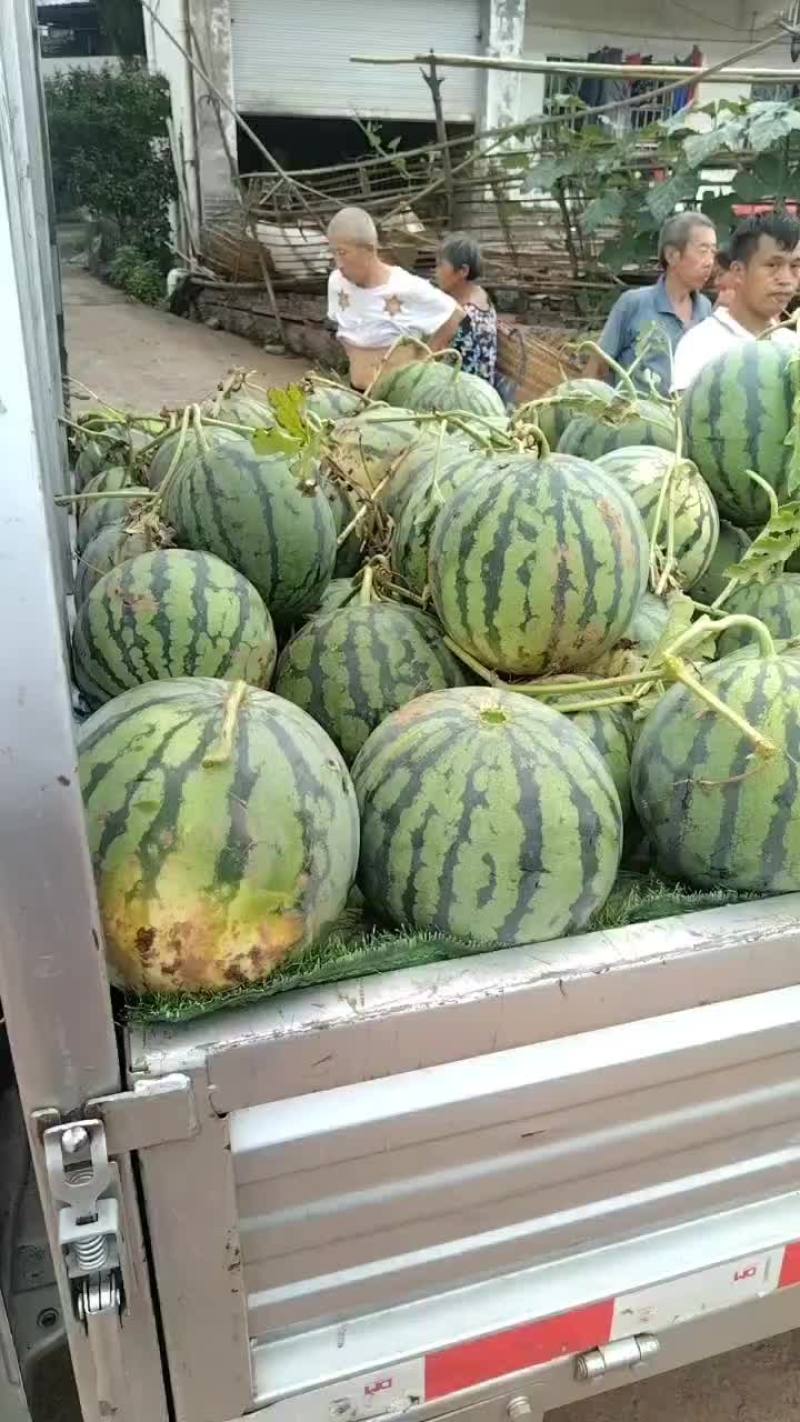 二茬西瓜