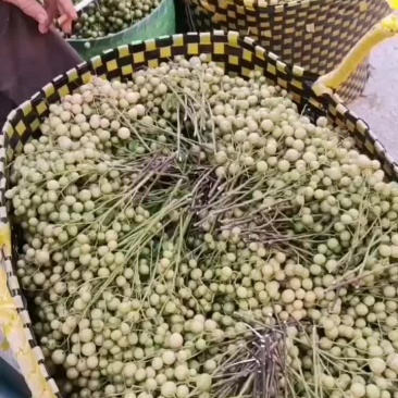 黄皮果。大量供应