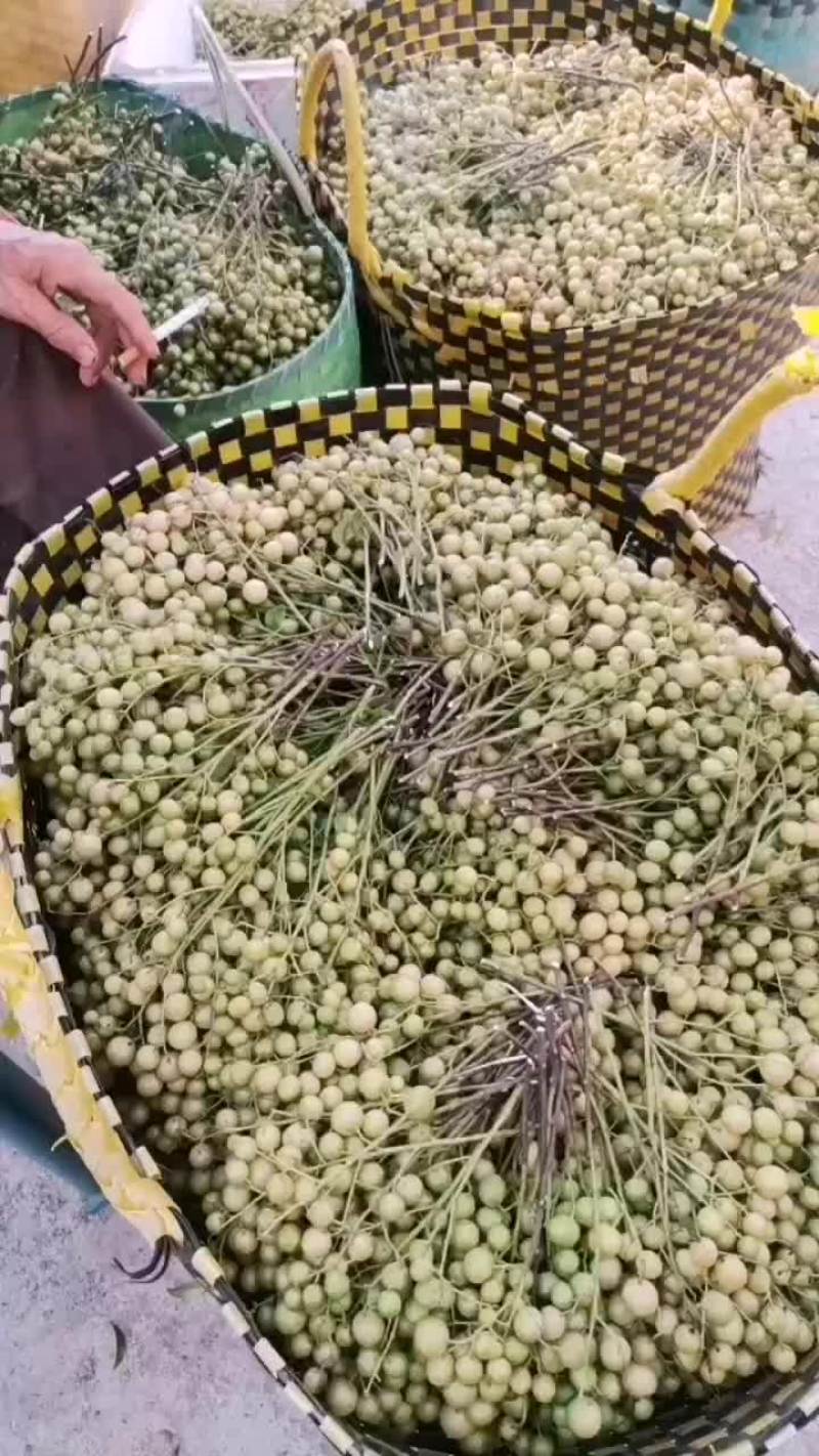 黄皮果。大量供应