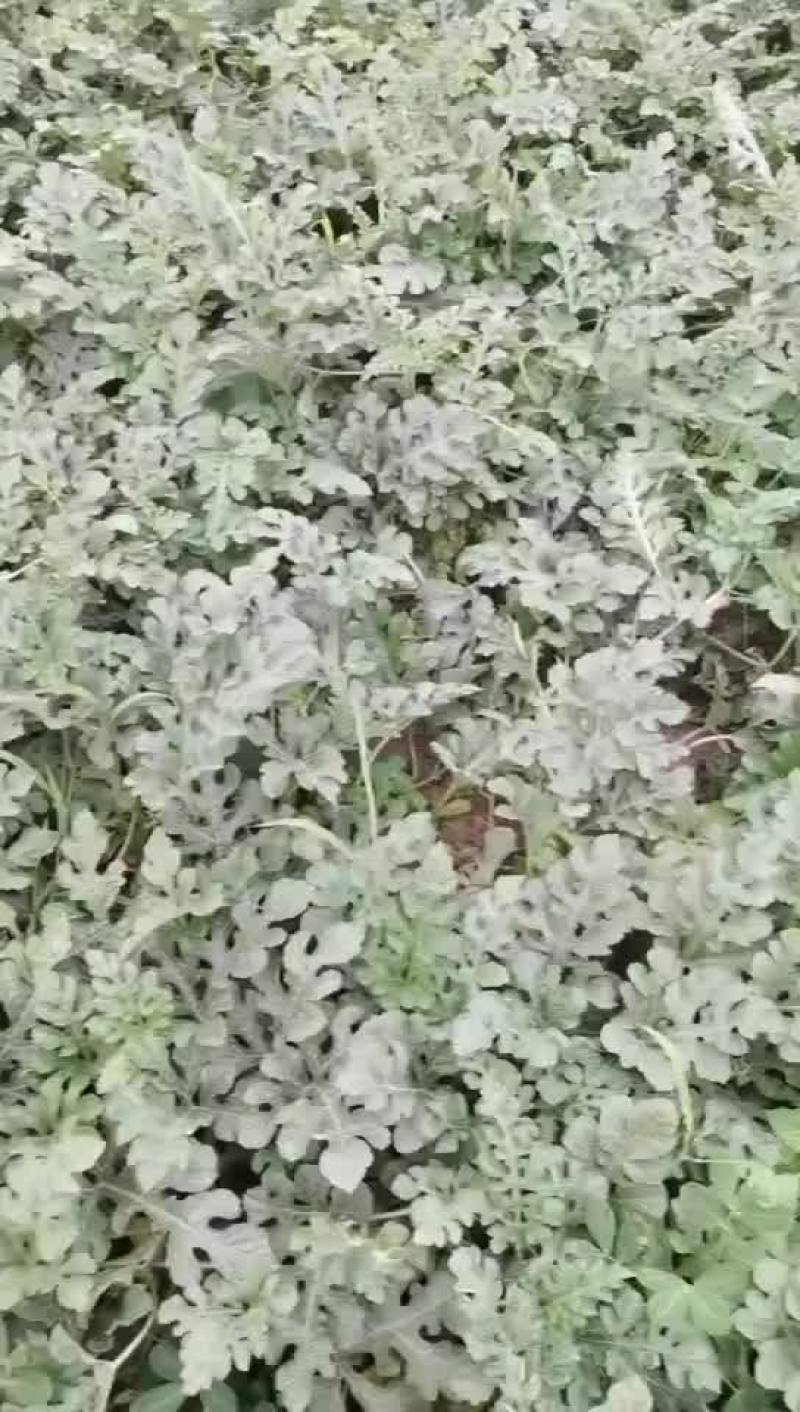 黄河岸边沙土地头茬西瓜还有头茬，马上开园