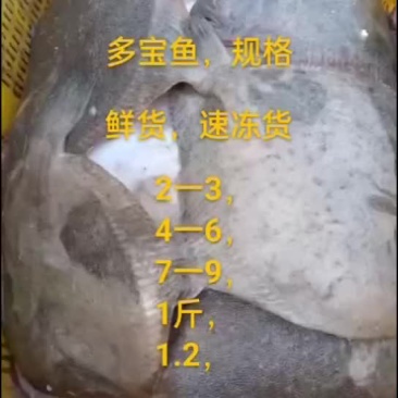 多宝鱼