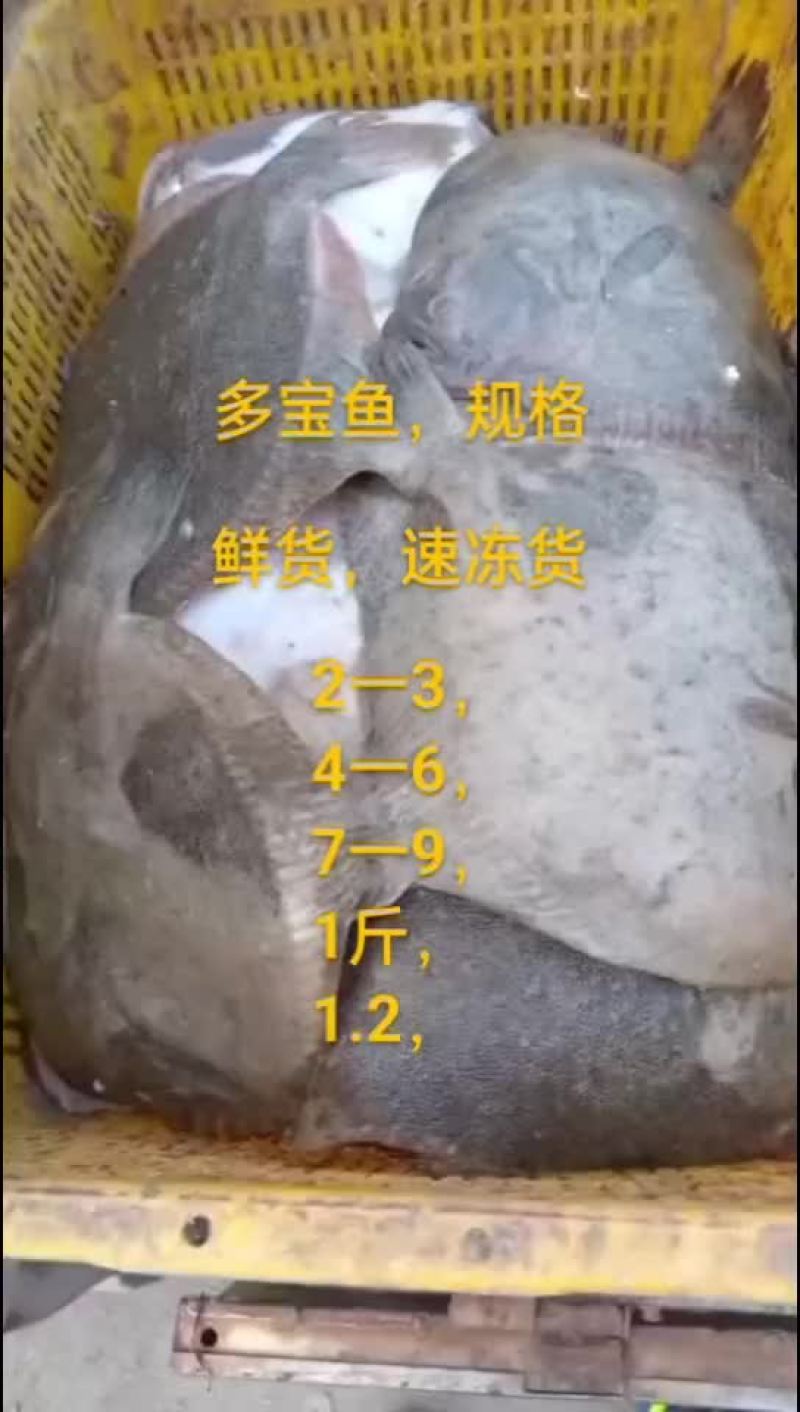 多宝鱼