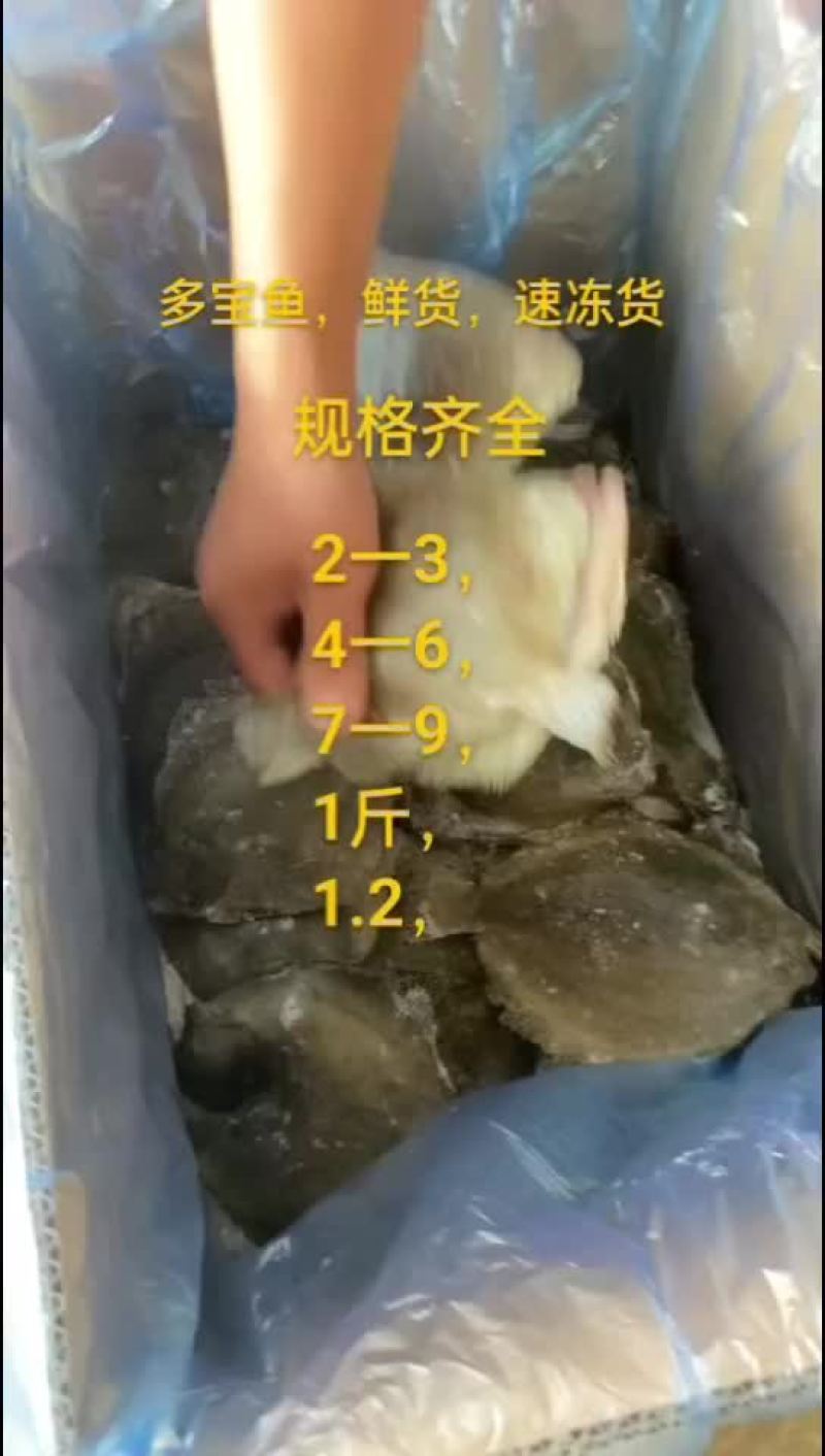 多宝鱼