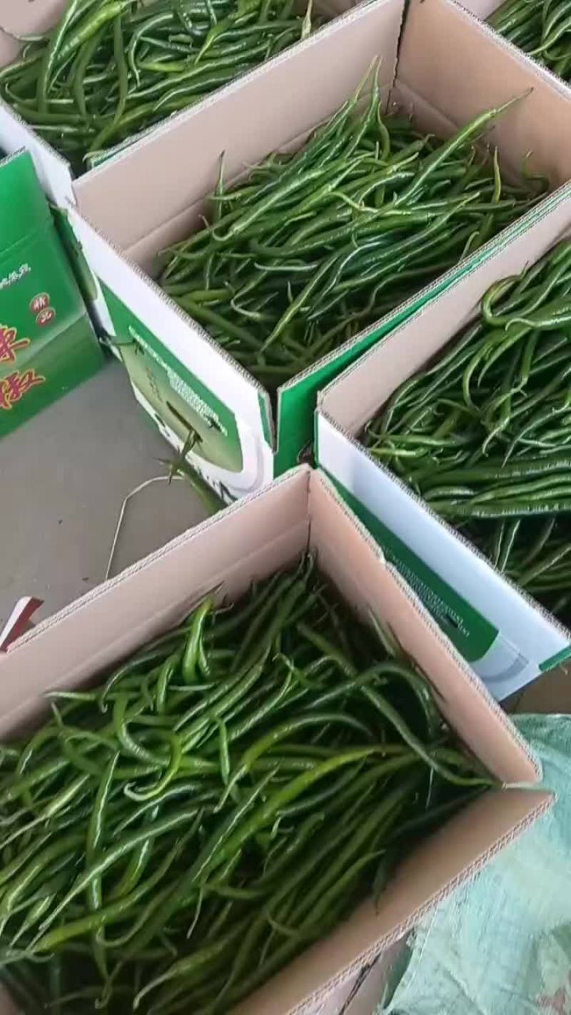 甘肃省白银市靖远县精品辣椒