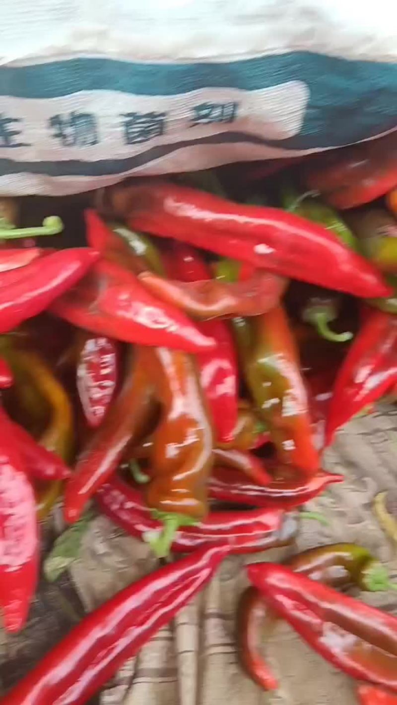 甘肃省白银市靖远县精品辣椒