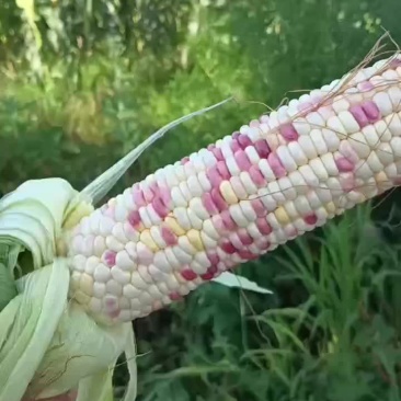 水果花玉米