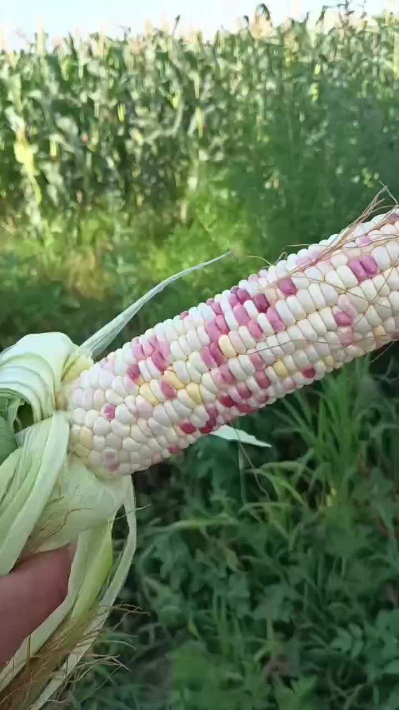 水果花玉米