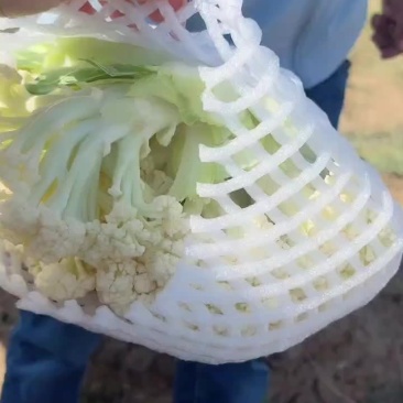 菜花