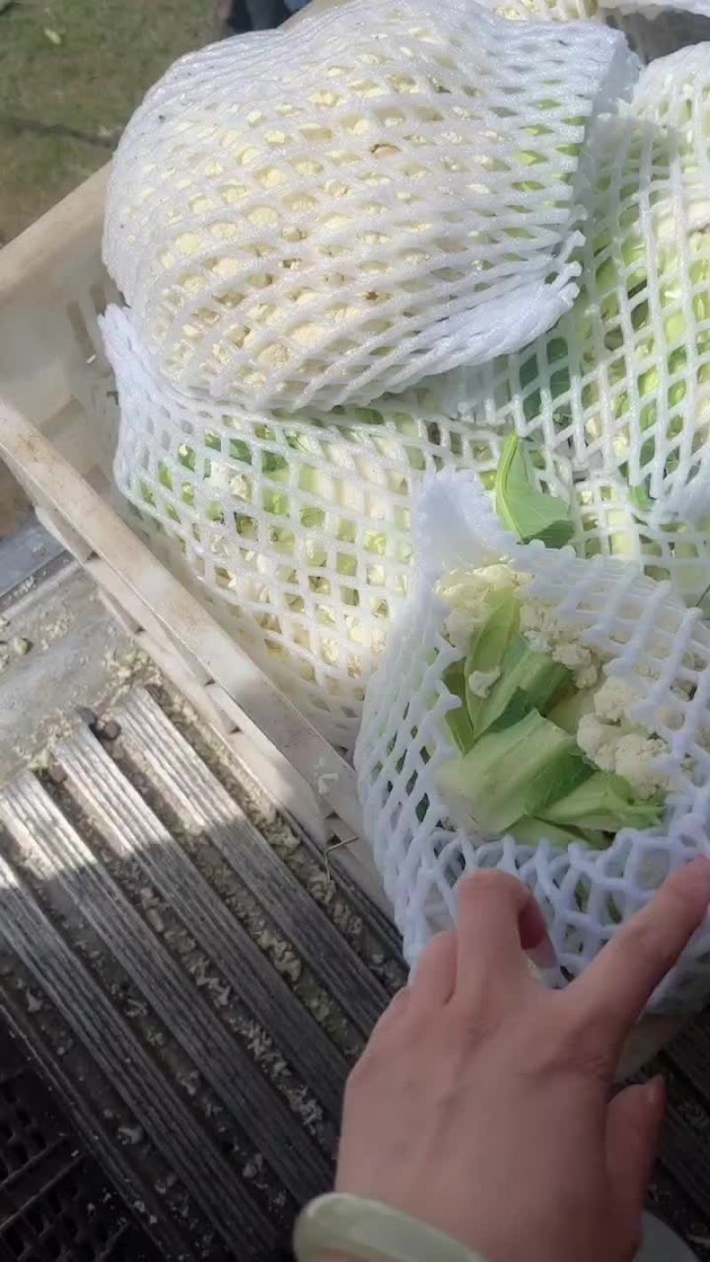 菜花