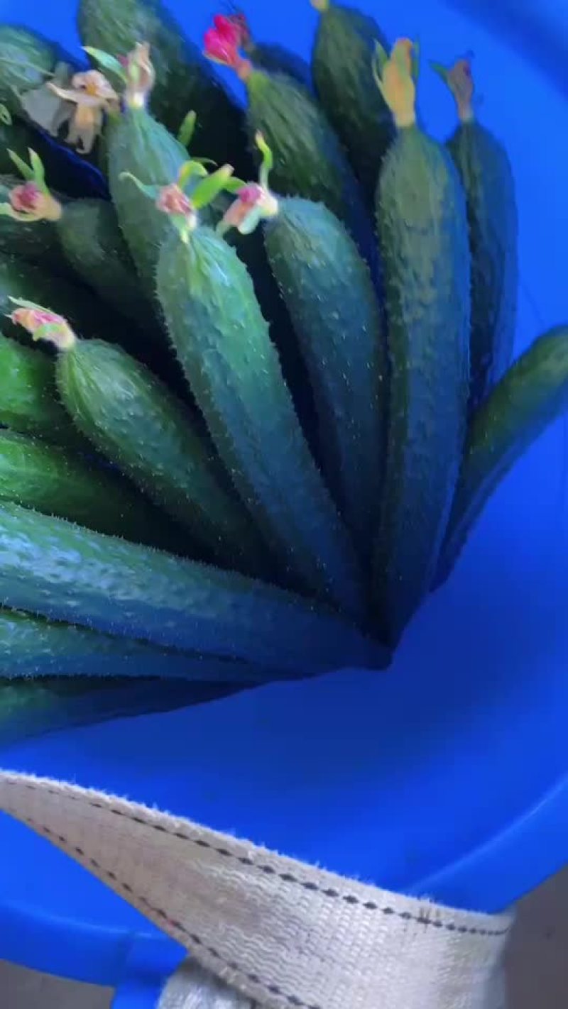 密刺鲜花黄瓜