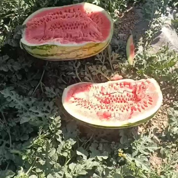 靖远石头瓜