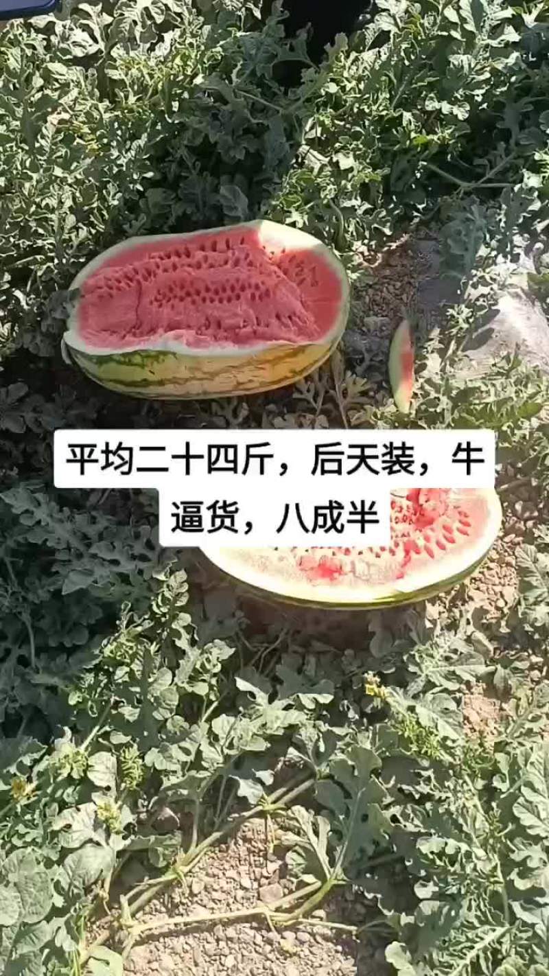 靖远石头瓜
