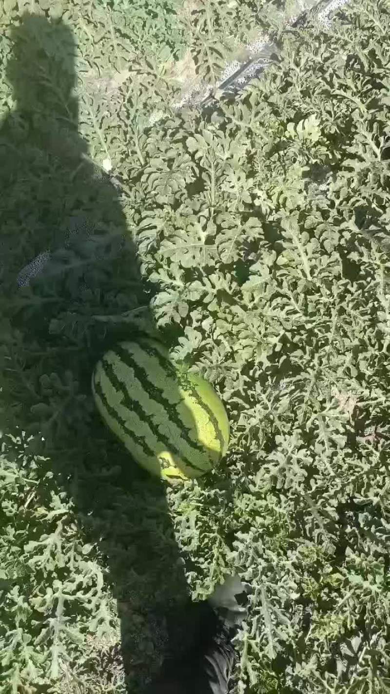 靖远石头瓜